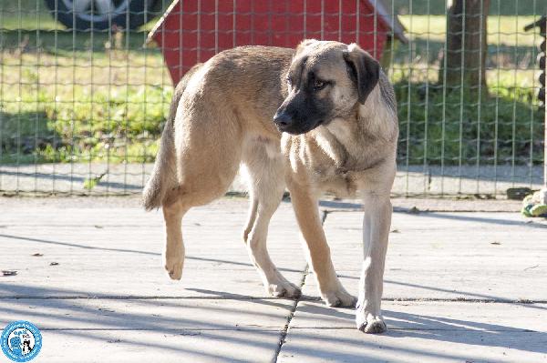Se ami i cani sensibili, Plinio ti sta aspettando Foto 3